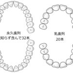 永久歯が生えてこない！？