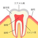 歯の中はどうなっているの？～歯の構造について～