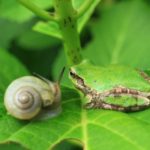 動物の歯の不思議～歯の数に違いはあるの？～